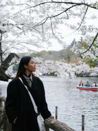 ปั่นเรือเป็ด ชมซากุระที่ ‘สวนอิโนะคาชิระ’ 🇯🇵🌸