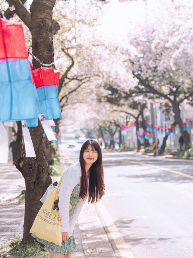 🇰🇷濟州島 ｜韓國最推薦的櫻花大道「典農路」