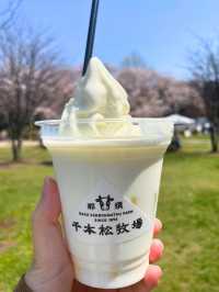 【栃木 那須塩原】約300mの桜並木が綺麗な🌸千本松牧場🌸