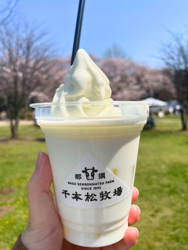 【栃木 那須塩原】約300mの桜並木が綺麗な🌸千本松牧場🌸