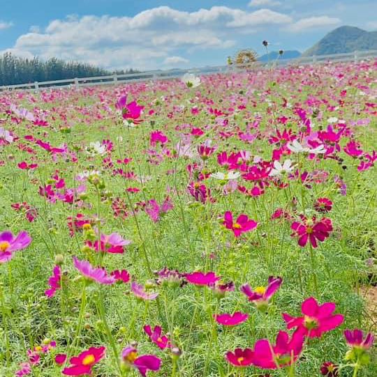 Farm Chokchai ไปที่เดียวได้รูปกลับมาเป็นร้อย