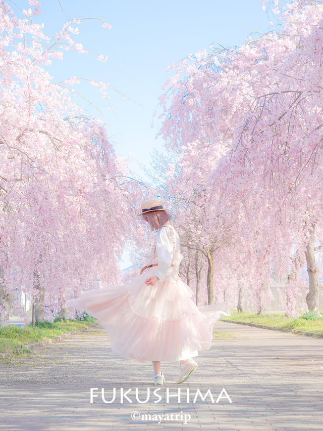 【福島】どこまで行ってもしだれ桜