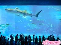 「黑潮之海」：沖繩美麗海水族館，春天好去處