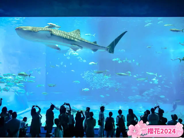 「黑潮之海」：沖繩美麗海水族館，春天好去處