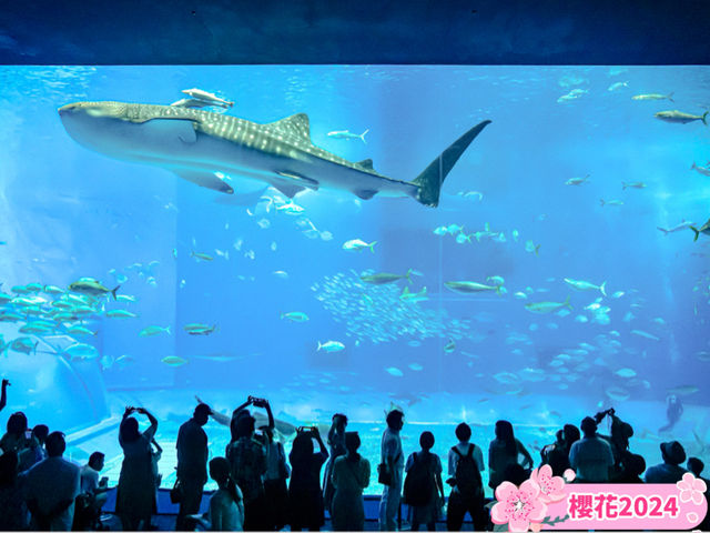 「黑潮之海」：沖繩美麗海水族館，春天好去處