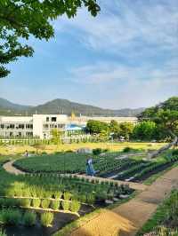 6월에 꼭 가야할 수국만개한 양산카페🩷