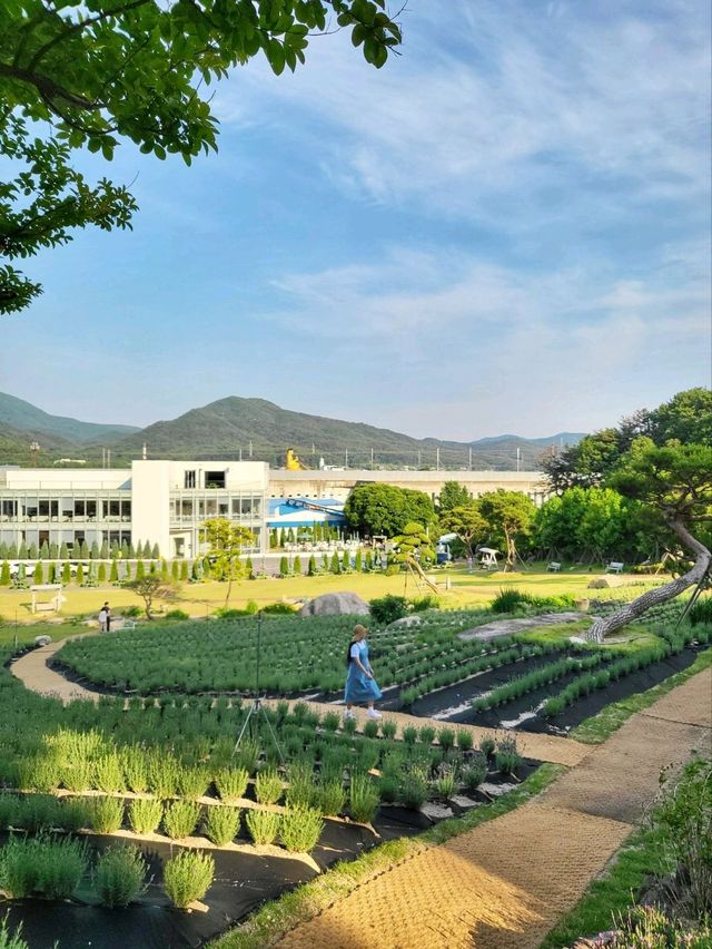 6월에 꼭 가야할 수국만개한 양산카페🩷