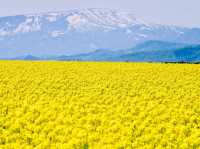 北海道瀧川市油菜花田