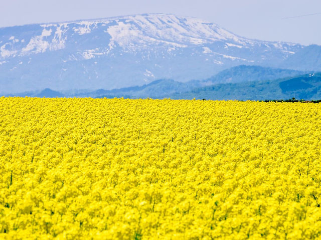 北海道瀧川市油菜花田
