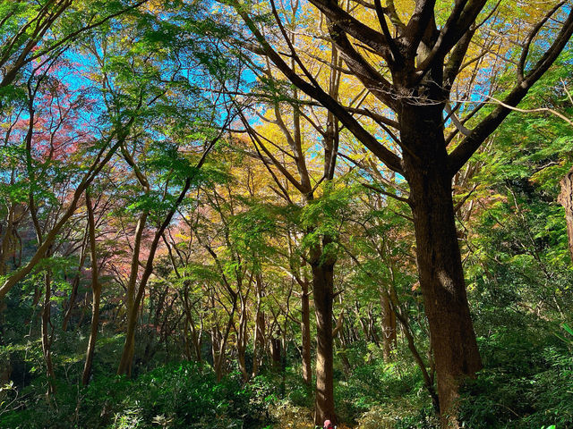 【鎌倉】まだあまり知られていない、自然を感じられる紅葉スポット
