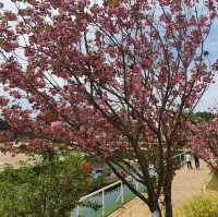 태안 코리아플라워파크 튤립꽃박람회⚘️🌷