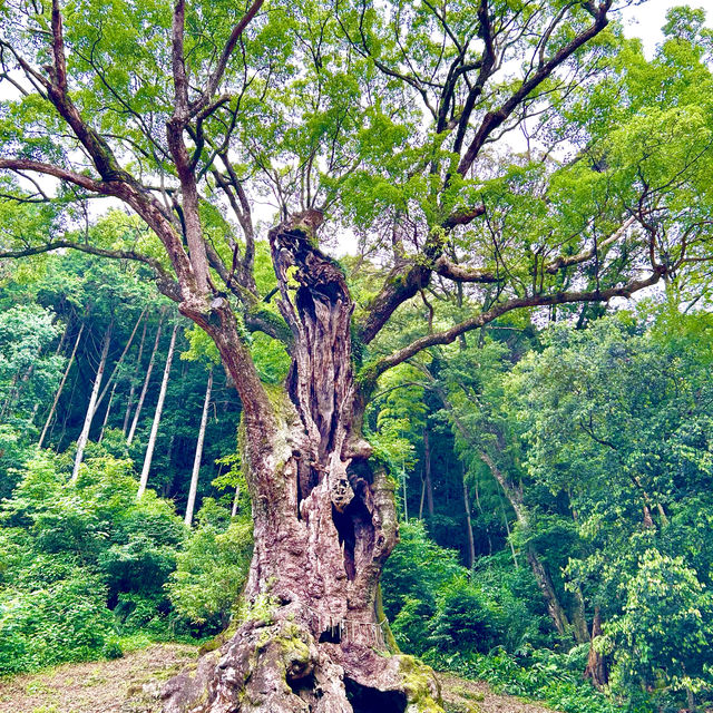【佐賀県武雄市】武雄神社