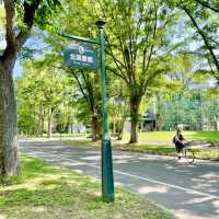 Serene Strolls at Hokkaido University