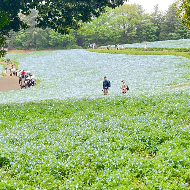 「羊山公園：絢麗花海，白日夜晚皆美」