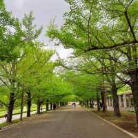 「羊山公園：絢麗花海，白日夜晚皆美」
