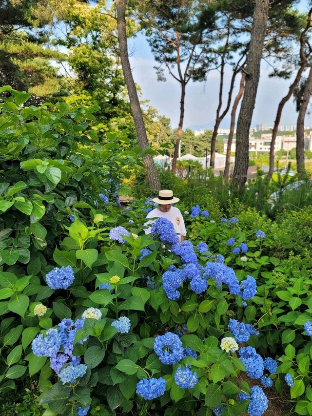 파란꽃길 걸으며 힐링하는 수국카페💙