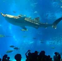 世界前三大水族館-沖繩美麗海水族館