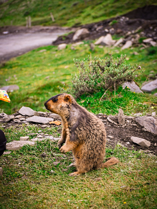 Encountering Prairie Dogs in Dandu Town, Sichuan: A Charming Wildlife Experience