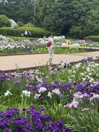 〜神奈川県〜相模原公園　あやめが綺麗な穴場スポット