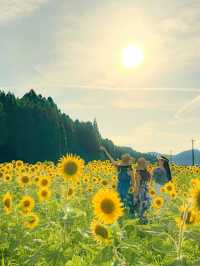 【福井 南越前町】夏に行きたい🌼🌱⋆｡南越前町でひまわり畑を見つけたよ😊