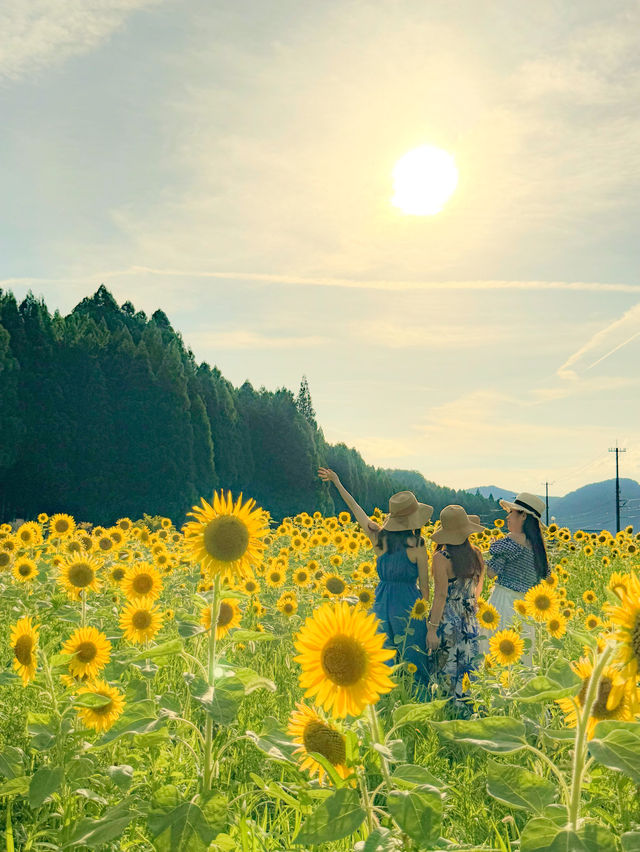 【福井 南越前町】夏に行きたい🌼🌱⋆｡南越前町でひまわり畑を見つけたよ😊