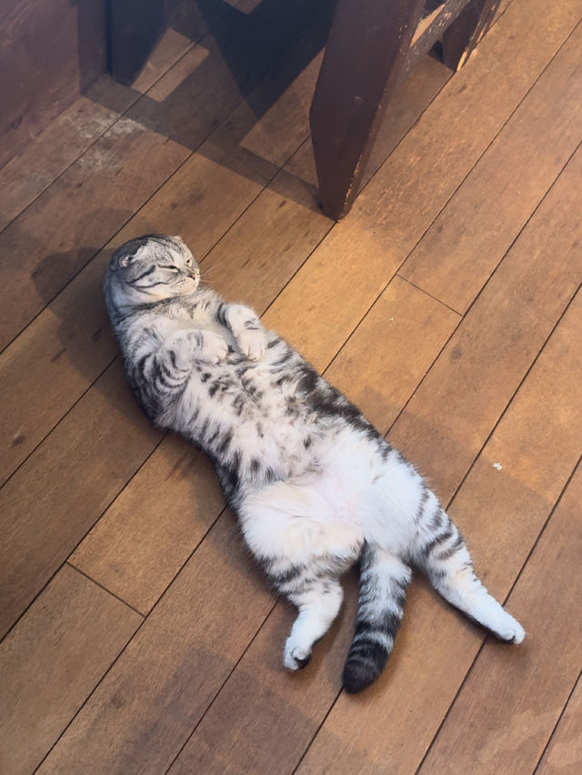 海辺の古民家 猫カフェ🐈