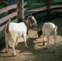 Thavorn Palm Beach's Petting Zoo