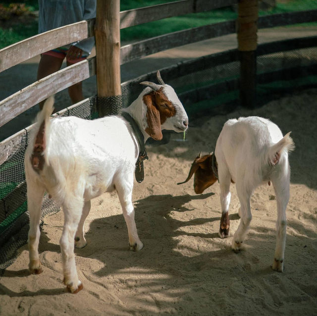 Thavorn Palm Beach's Petting Zoo