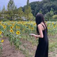 季節の花に動物、昭和にタイムスリップまで！？📍ぎふ清流里山公園