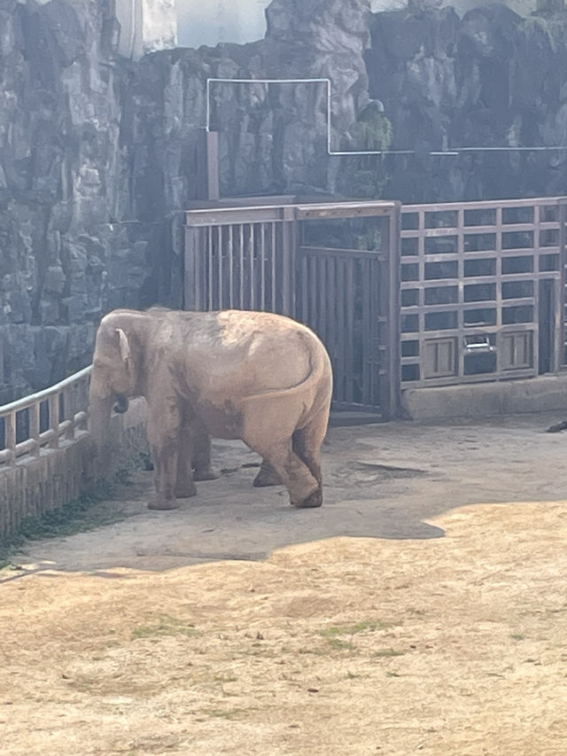 과천 서울대공원 동물원으로 놀러가보자~🎵🦓