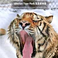 📍 Siberia Tiger Park 黑龙江·哈尔滨|东北虎林园  สถานที่ท่องเที่
