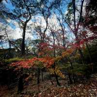 【韓國內藏山】森林之美