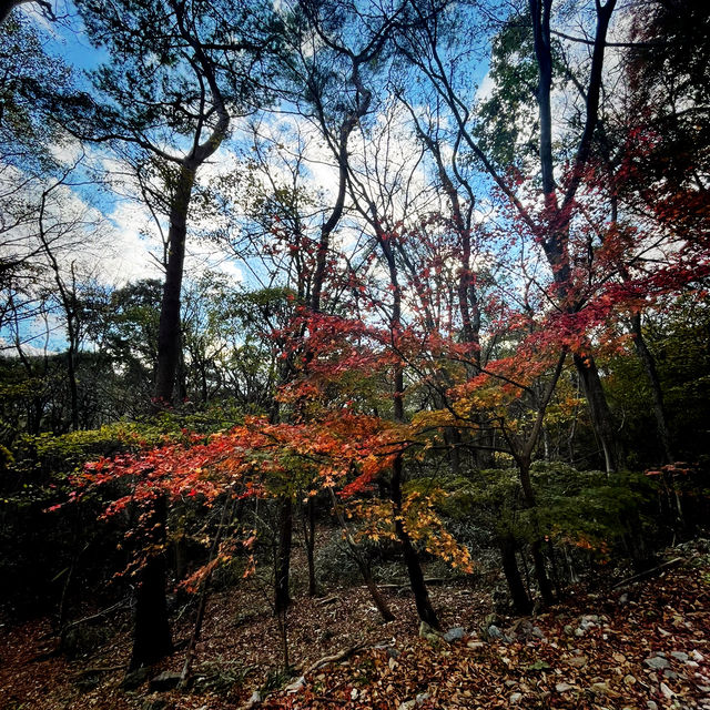 【韓國內藏山】森林之美