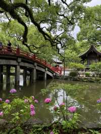 【福岡観光】124年ぶりの大改修✨️森の仮殿🌳
