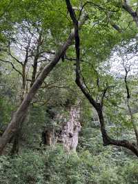 屋久島トレッキング