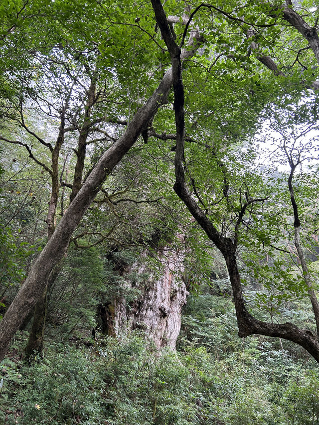 屋久島トレッキング