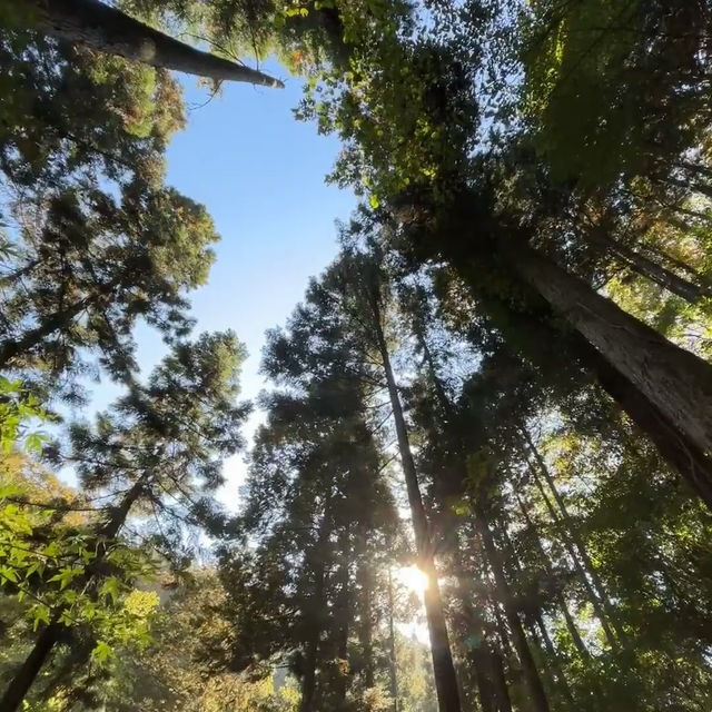 滿目翠綠的群山環抱☘️ 大和青垣國定公園