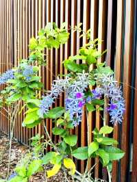 Edible Flower Garden in the Newly Renovated Chinese Garden