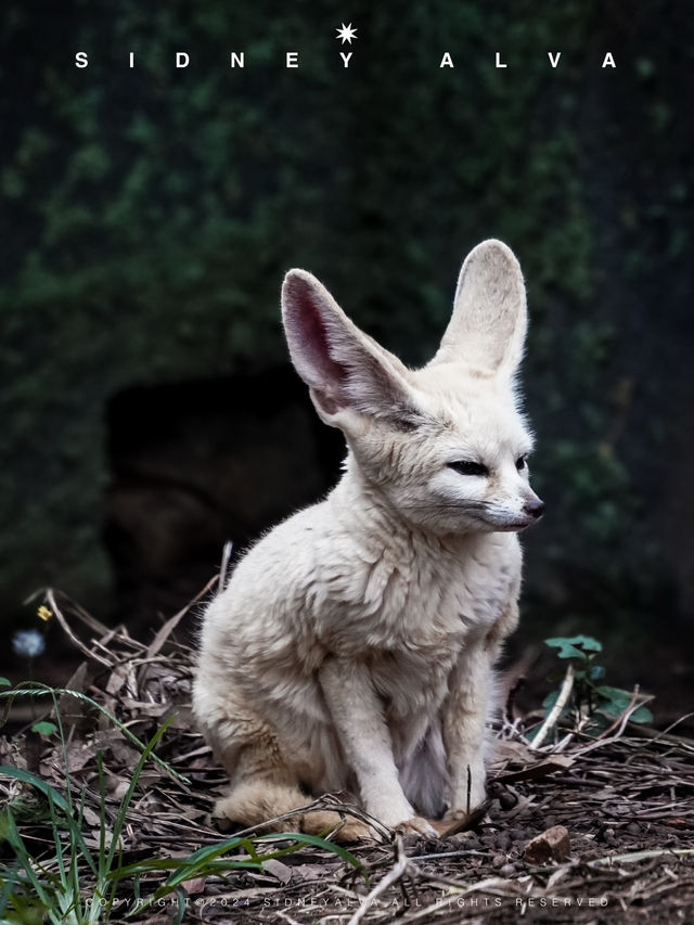 到動物園去班味，拯救不開心🦝🦒🦓🐅🦧