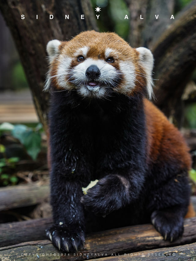 到動物園去班味，拯救不開心🦝🦒🦓🐅🦧