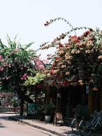 🇻🇳峴港旅行·充滿鮮花和明豔黃牆的會安古城
