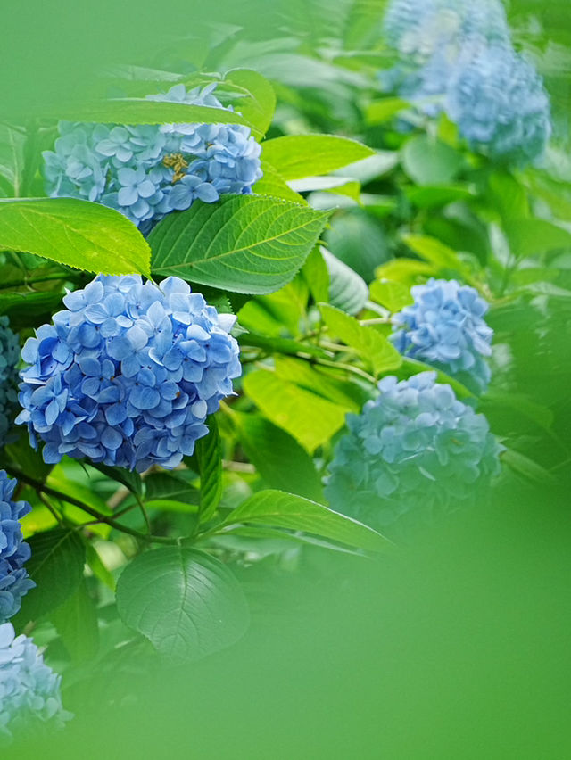 【神奈川/鎌倉】紫陽花の名所‼︎明月院ブルー‼︎