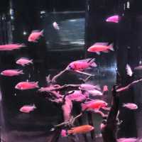 Underwater World Pattaya 
