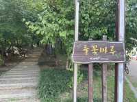 올림픽공원 들꽃마루 노랑코스모스 만개 가을 산책 길 추천