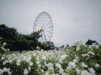 สวนโคเชียใกล้โตเกียว ไปเดือนไหนก็สวย