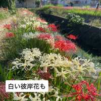 知多半島の旅　ごんの里にある矢勝川堤沿いの彼岸花