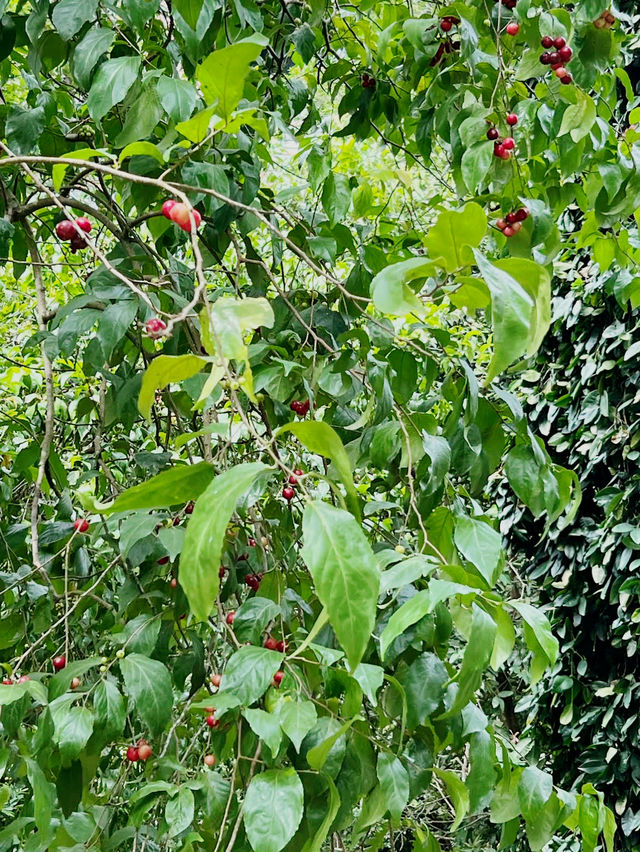 A Day at HortPark: Singapore’s Gardening Haven