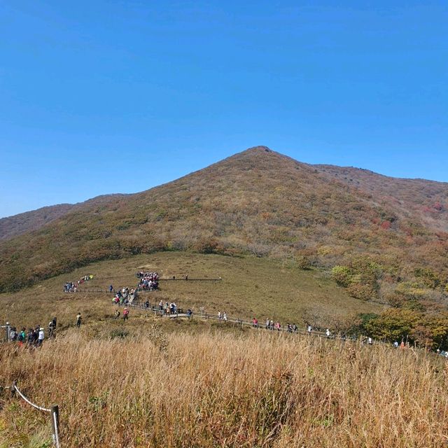천상의 화원!!!  점봉산 곰배령!!!