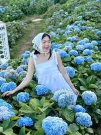Hydrangea san 