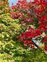 Red Leaves at Farm Tomita, Hokkaido ♥️